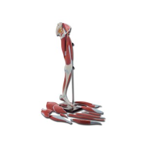 MOD. MUSCOLATURA GAMBA
