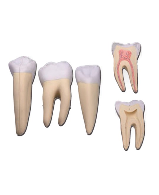 SET 3 DENTI (canino, molare, incisivo)