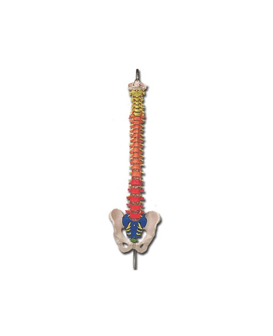 MOD. COLONNA VERTEBRALE con codice colori
