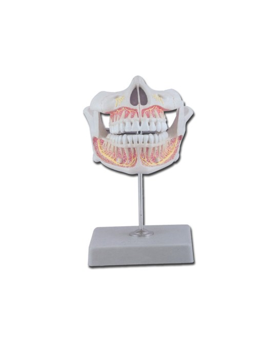 DENTATURA PERMANENTE