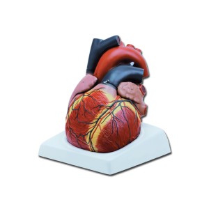 MODELLO CUORE - 4 parti - 3X