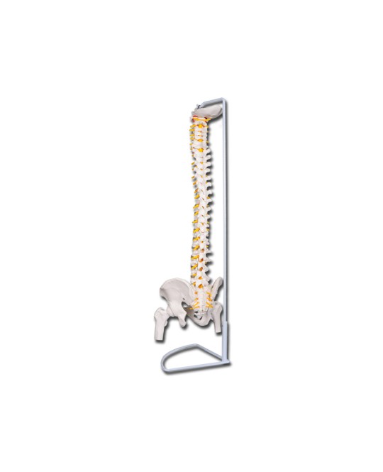 MOD. COLONNA VERTEBRALE CON FEMORI LINEA 
