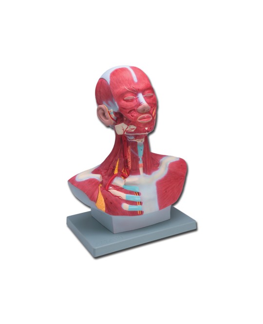 MOD. MUSCOLATURA TESTA-COLLO - 1X