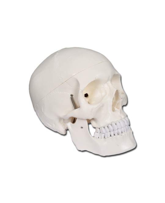 MODELLO CRANIO LINEA 