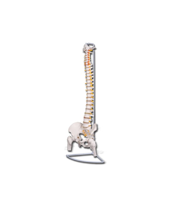 MOD. COLONNA VERTEBRALE CON FEMORI LINEA 