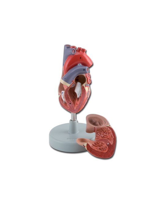 MODELLO CUORE - 2 parti - 1X
