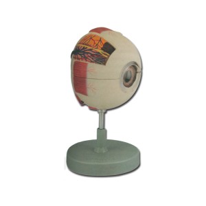 MODELLO OCCHIO - 6 parti