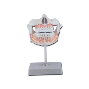 DENTATURA PERMANENTE