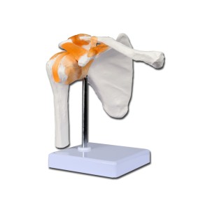 MODELLO CLAVICOLA LINEA 