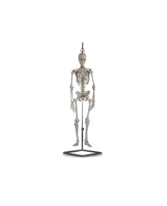 MINI SCHELETRO