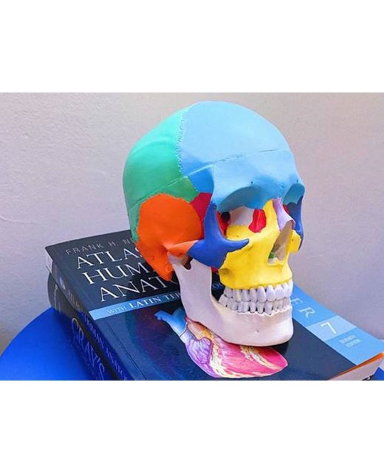 MODELLO CRANIO COLORATO LINEA 