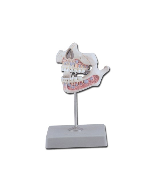 DENTATURA GIOVANILE